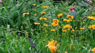 Coreopsis  DeerResistant Perennial [upl. by Las]