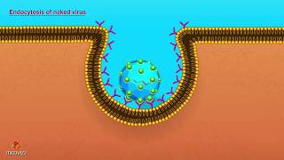 Entry of Virus into Host Cell  Microbiology Animations [upl. by Sitto774]