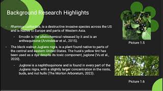 Effect of Allelopathy on Seed Germination [upl. by Wun149]