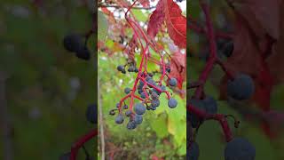 Virginia Creeper Fruits in Autumn naturelovers nature botany plants [upl. by Gaspar251]