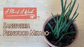 Sansevieria Fernwood Mikado Care  A Plant A Week [upl. by Kittie193]