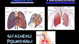 videolezione apparato respiratorio [upl. by Drona140]