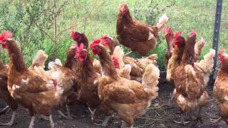 Sonido de Gallos y Gallinas  Sonidos de Animales para Niños [upl. by Loram24]