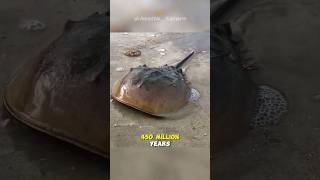 Horseshoe Crab  The Living Fossil [upl. by Balac]