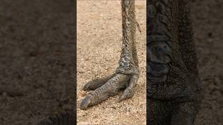 Emu  The SecondLargest Living Bird in the World shorts [upl. by Asir725]