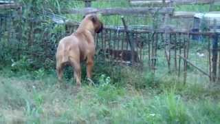 Bullmastiff quotDanielquot He is one year and 4 mos old June102013 [upl. by Soirtemed475]