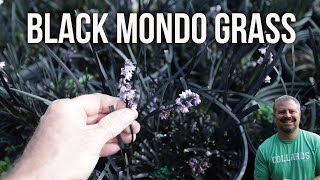 Black Mondo Grass  Ophiopogon planiscapus Nigrescens [upl. by Maidy]