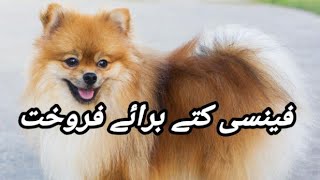 Pomeranian Dog Available For Sale In Pakistan  Dog Breed [upl. by Adiol]