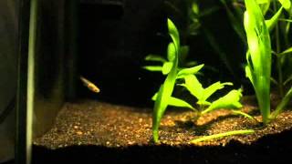 Vallisneria timelapse 12 days [upl. by Tailor]