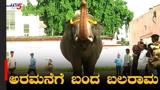 ಅರಮನೆಗೆ ಬಂದ ಬಲರಾಮ  Mysore Darasa  Balarama Elephant Mysore  TV5 Kannada [upl. by Ahseket830]