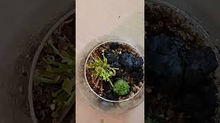 Building a Carnivorous Terrarium  DIY Mini Ecosystem CarnivorousTerrarium DIYTerrarium shorts [upl. by Odrarej426]