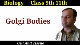 Golgi Bodies Golgi Apparatus its structure and functions class 9 and 11 [upl. by Ainerol]