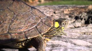 Southern Ouachita Map Turtle Graptemys ouachitensis [upl. by Ian125]