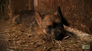 Cairn Terriers  Too Cute [upl. by Runkel517]