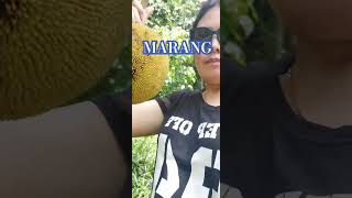 We went to harvest MARANG in our field fruits food [upl. by Tihw]