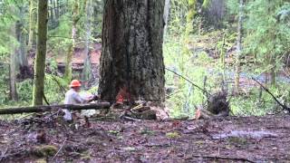 Logging in Washington State  April 2014 [upl. by Annerol171]