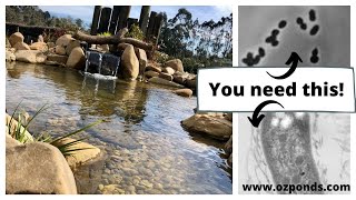 Beneficial bacteria for ponds Do you need it [upl. by Dygert658]