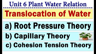 TRANSLOCATION OF WATER  PLANT WATER RELATION [upl. by Adnaluy]