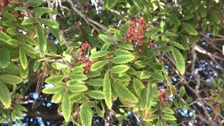 Brazilian Pepper Schinus terebinthifolius [upl. by Roskes]