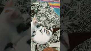 kitten  small happy cute  play  cricket  cyclone  alert [upl. by Atteyek]