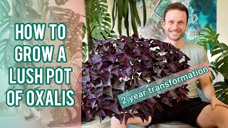 OXALIS CARE TIPS  Plant Spotlight oxalistriangularis [upl. by Ecirtnahs]