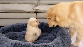 Golden Retriever Puppy Steals Dads Bed Funny Dog Reaction [upl. by Edbert]