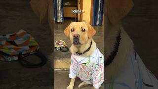 fevicol se 😂  labra rubi  youtubeshorts shorts labrador dog funny memes funnyvideo cute [upl. by Notlih680]