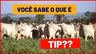 TERMINAÇÃO INTENSIVA A PASTO TIP o que é e como fazer [upl. by Dupaix]