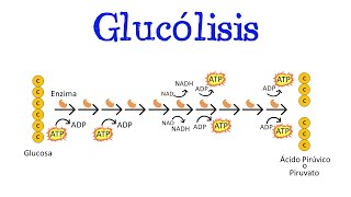 💥 Glucólisis 💥 Para principiantes  Generalidades Fácil y Rápido  BIOLOGÍA  QUÍMICA [upl. by Casabonne]