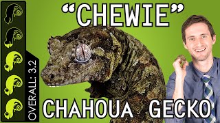 Chahoua quotChewiequot Gecko The Best Pet Lizard [upl. by Gerald921]