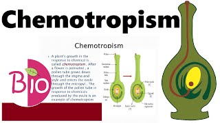 What is Chemotropism by Simply The Best BIO [upl. by Ellyn521]