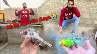 Rat Attacks on My Budgies And Dimond Dove😓 Choho Nay Setup Par Attach Kar Diya [upl. by Trin]