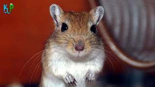 Top 10 facts about Gerbils youll wish youd known about sooner [upl. by Fogel491]