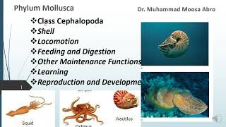 Phylum Mollusca Class Cephalopoda Locomotion Digestion Reproduction Development and learning [upl. by Temme]