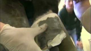 Veterinarian Quick Takes Scott Morrison Quarter Crack Repair [upl. by Ahsila]