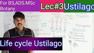 life cycle of ustilago2 [upl. by Hank]