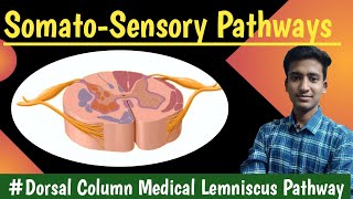 Dorsal Column Medial lemniscus pathway Anterolateral Pathway  CNS Physiology hindi Ashish [upl. by Edals]