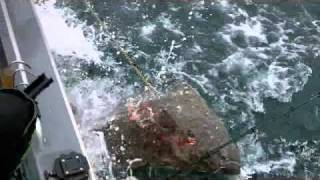 Trophy Alaska Halibut near Glacier Bay [upl. by Drusie]