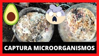 Como Hacer Microorganismos Eficientes Con ArrozElaboracion y Captura de Trichoderma 🍄 [upl. by Yrruc]