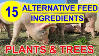 15 Alternative Feed Ingredients for Pig to Reduce the Feed Cost [upl. by Reta]