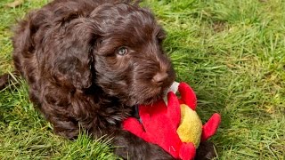 Wrights Portuguese Water Dogs at 9 weeks old [upl. by Yearwood]