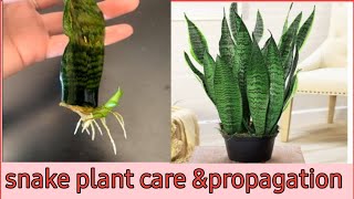 snake plant care and propagation [upl. by Anilec3]