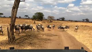 Tarangire Nationalpark Tansania Safari [upl. by Siclari]