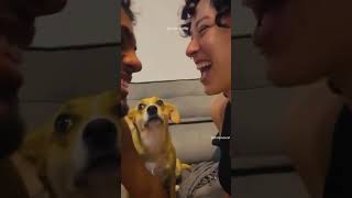 Dog Kissing reactions funnyvideos doglover dogkisses viralvideo [upl. by Xanthe]