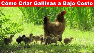 Crianza de Gallinas Ponedora Paso a Paso [upl. by Werda]