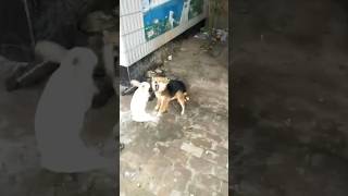 Dog vs rabbit 🐕amp🐇dog rabbit animals dogsoftiktok rabbitsoftiktok [upl. by Cicero292]