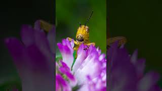 Turn Any Lens into a Macro Lens with Fotodiox Macro Tubes macrophotography photography [upl. by Amirak777]