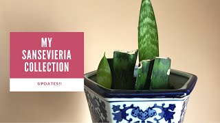 My Sansevieria Collection  Updates [upl. by Boeke]