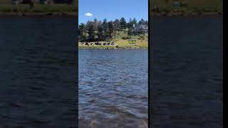 Elk in Lake Estes [upl. by Gaither]