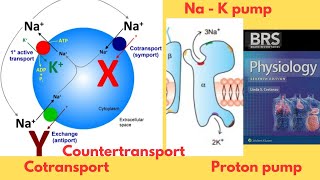 BRS Physiology  Transport across the Cell Membrane  Active transport  NaK Pump  FCPS Part1 [upl. by Clovis137]